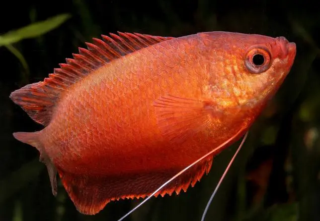 Rubin gurami (Colisa labiosa)